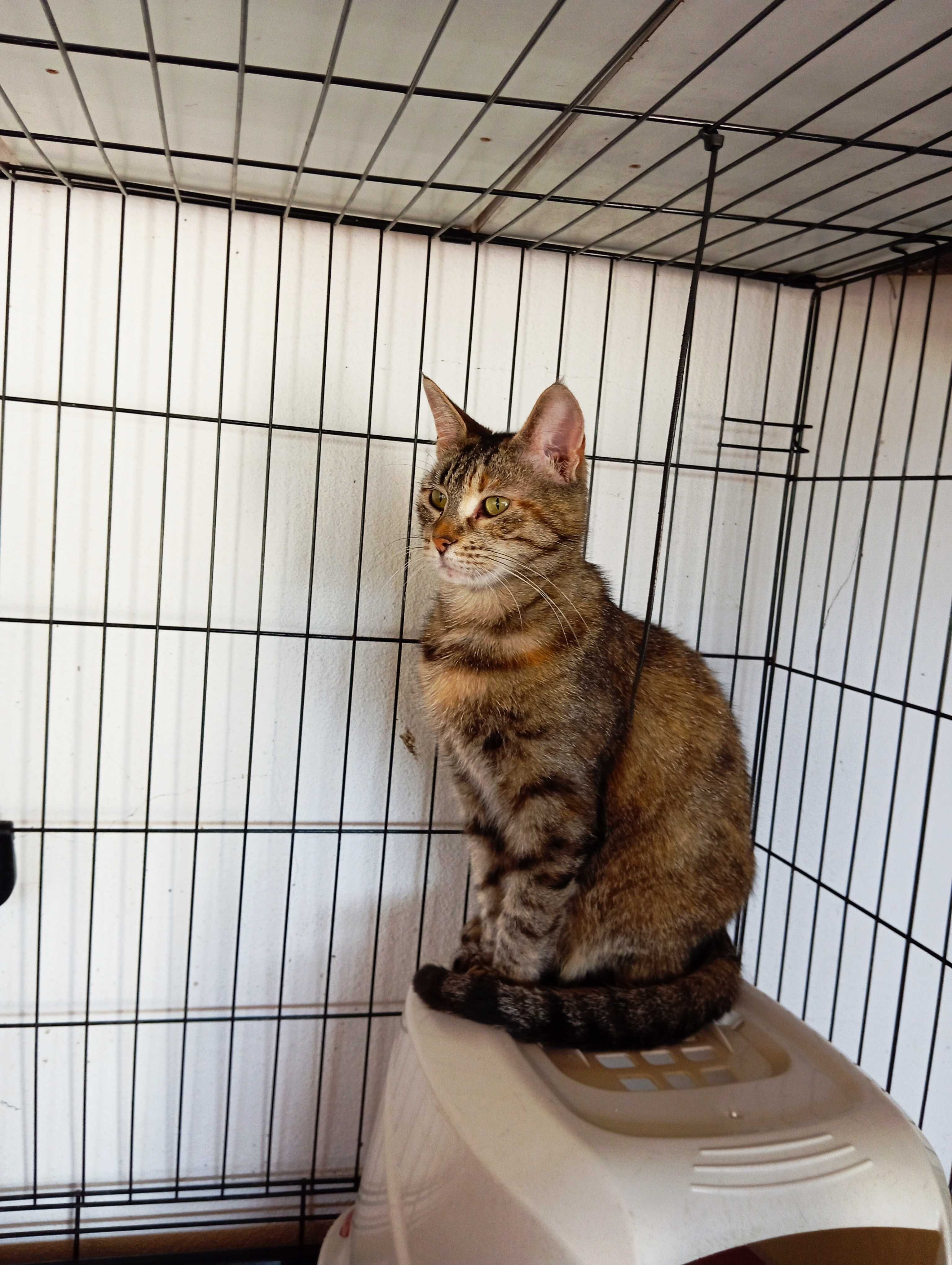 Sabrina - Para Adopção