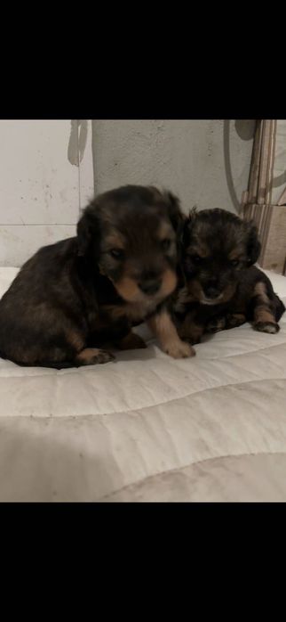 Szczeniaki do oddania