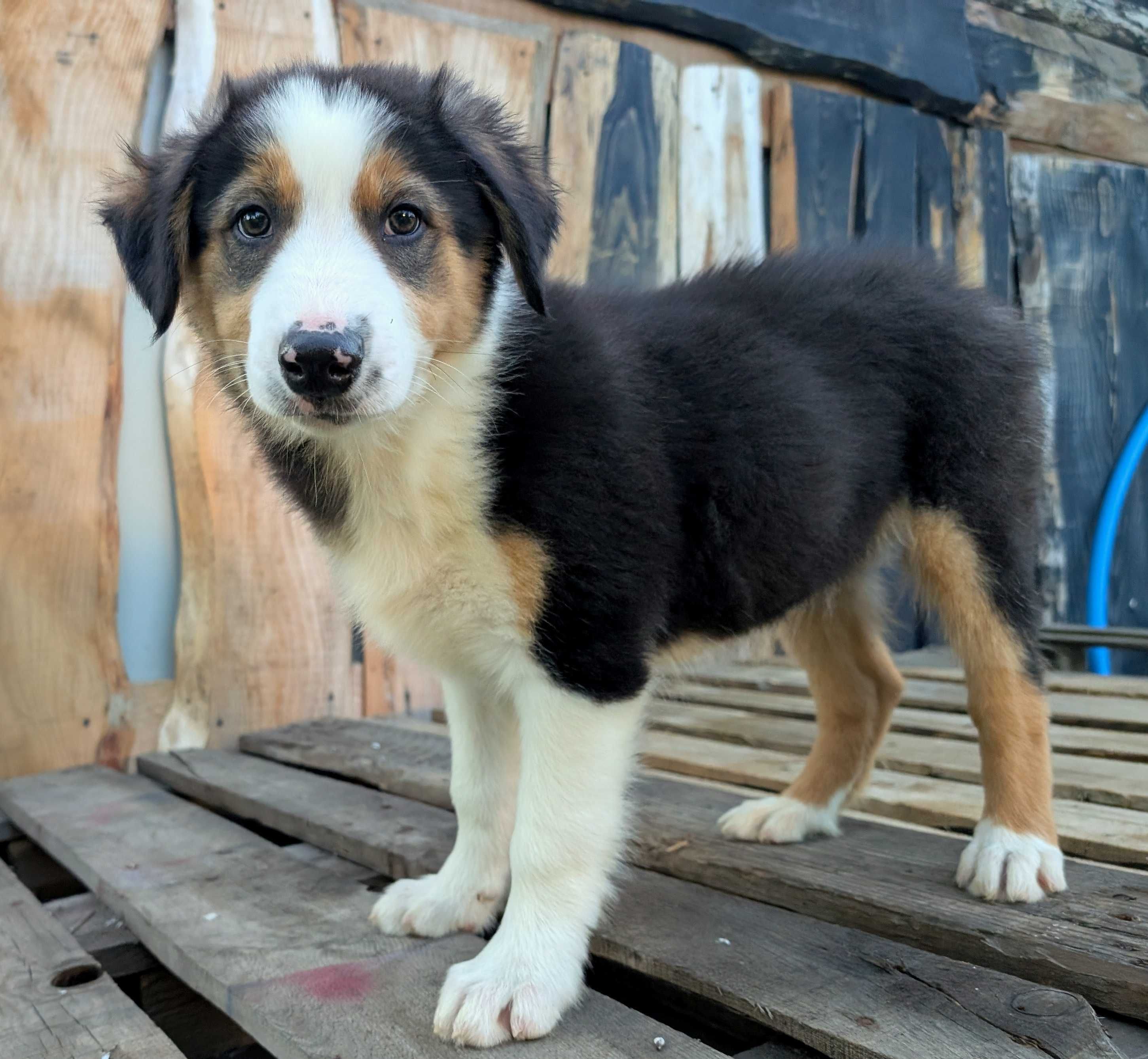 Border Collie piesek samiec przebadani rodzice do odbioru
