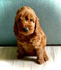 Suczka red cockapoo