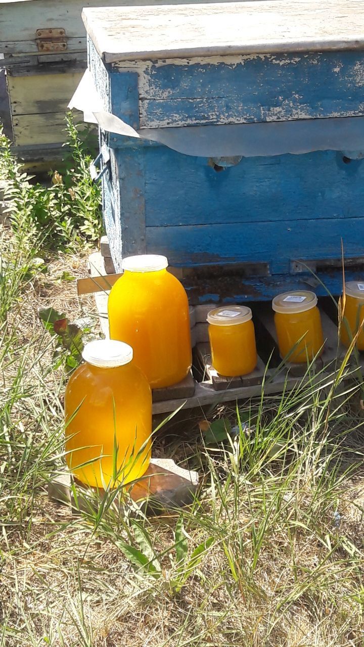 Фацелия семена сбор свой