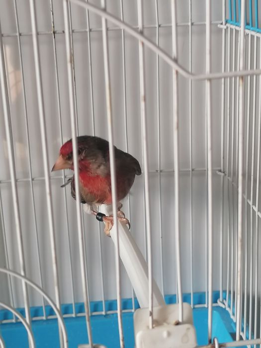 Canários Híbridos (Ler a descrição)