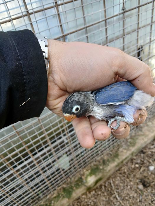 Agaponis Personatas e ficher