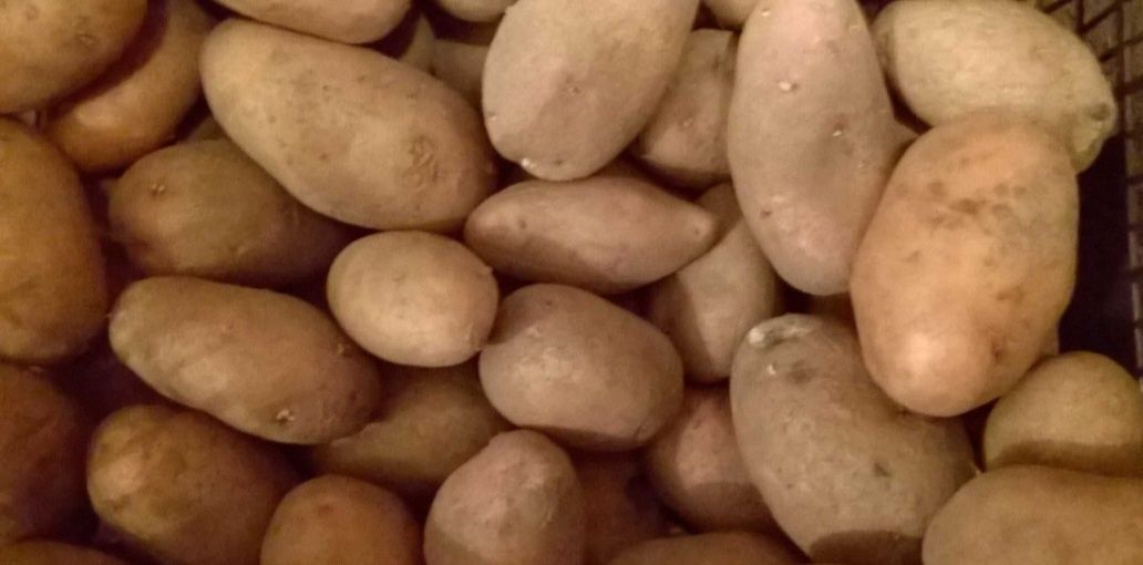 Продам картошку, картоплю  є посадочна і їстівна. Маю 0,5 тон. Домашя