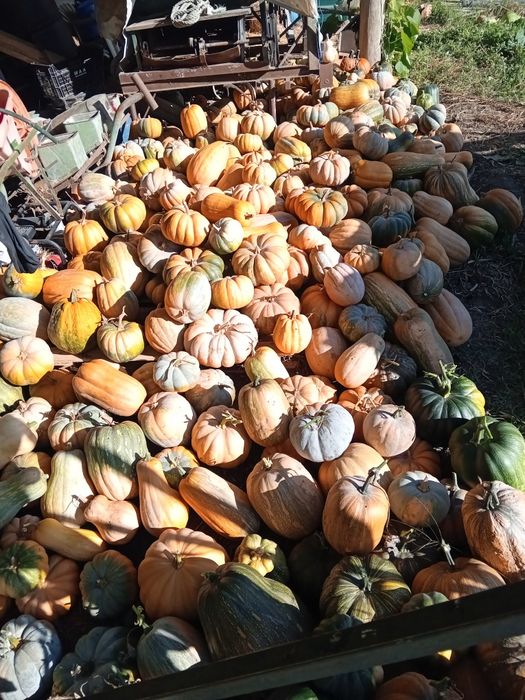 Vendo abóboras meninas