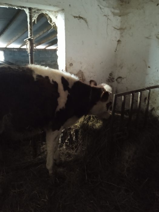Sprzedam młodą jałówkę