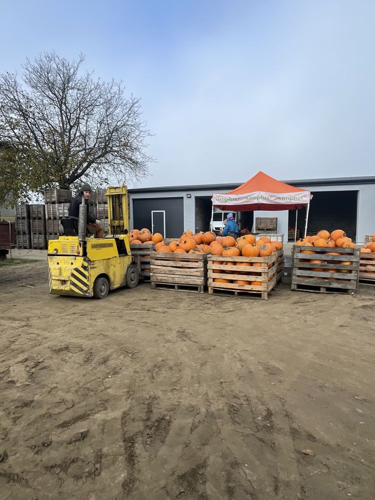 DYNIA hurt z dostawą WARSZAWA CENA OD PRODUCENTA dekoracje z montażm