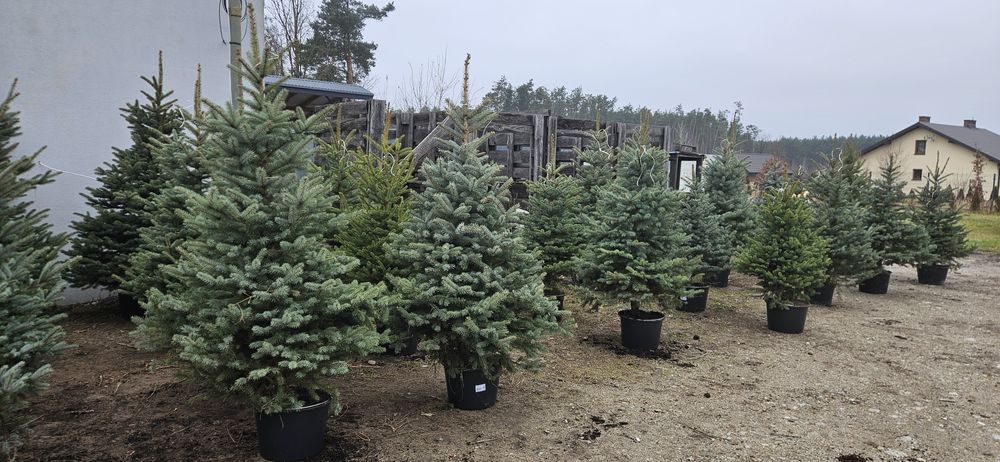 Choinki pachnące jak las - Brzóza