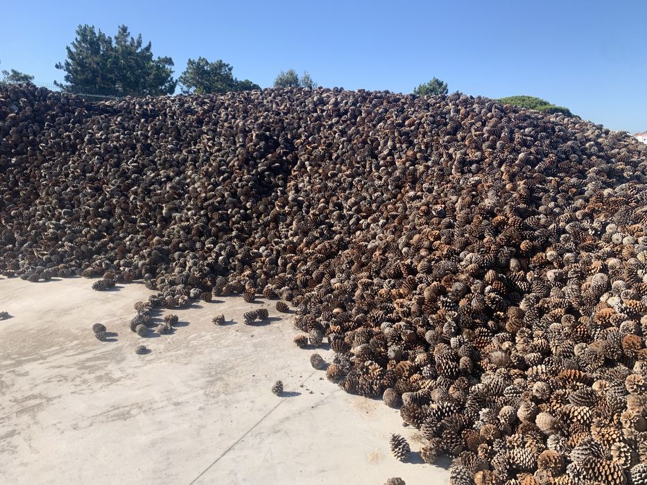 Pinhas para lareira