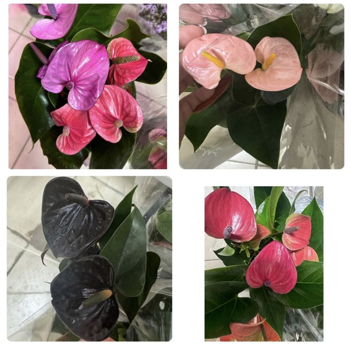 Распродажа антуриума от 200гривен с цветами