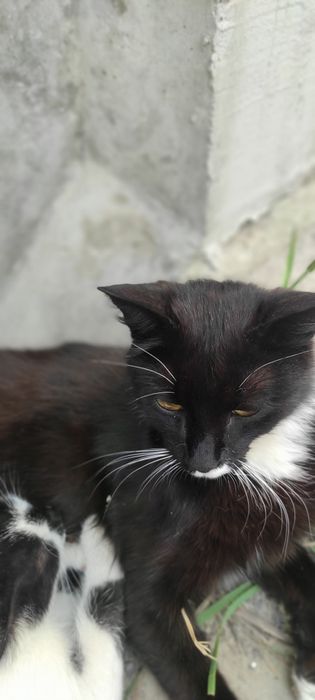 Безкоштовно!!! Кішка шукає люблячю родину!!!