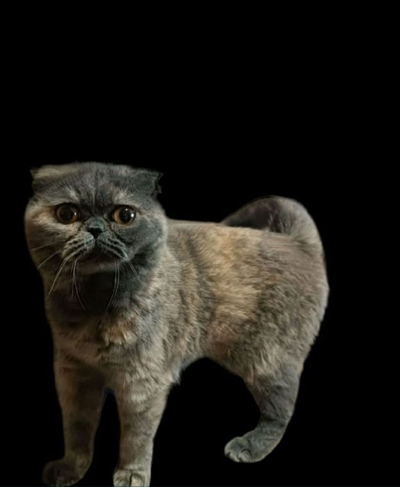 Голубо-кремовая скоттиш фолд Плюша