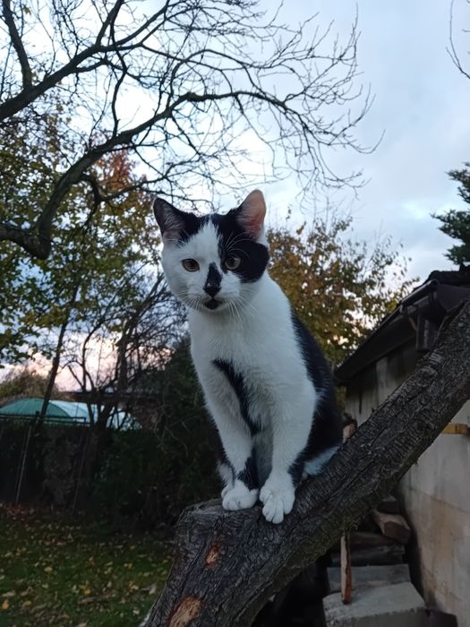 5 miesięczne koty szukają wspaniałych domków