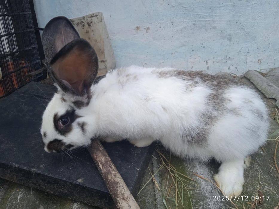 Кролики хлопці і дівчата