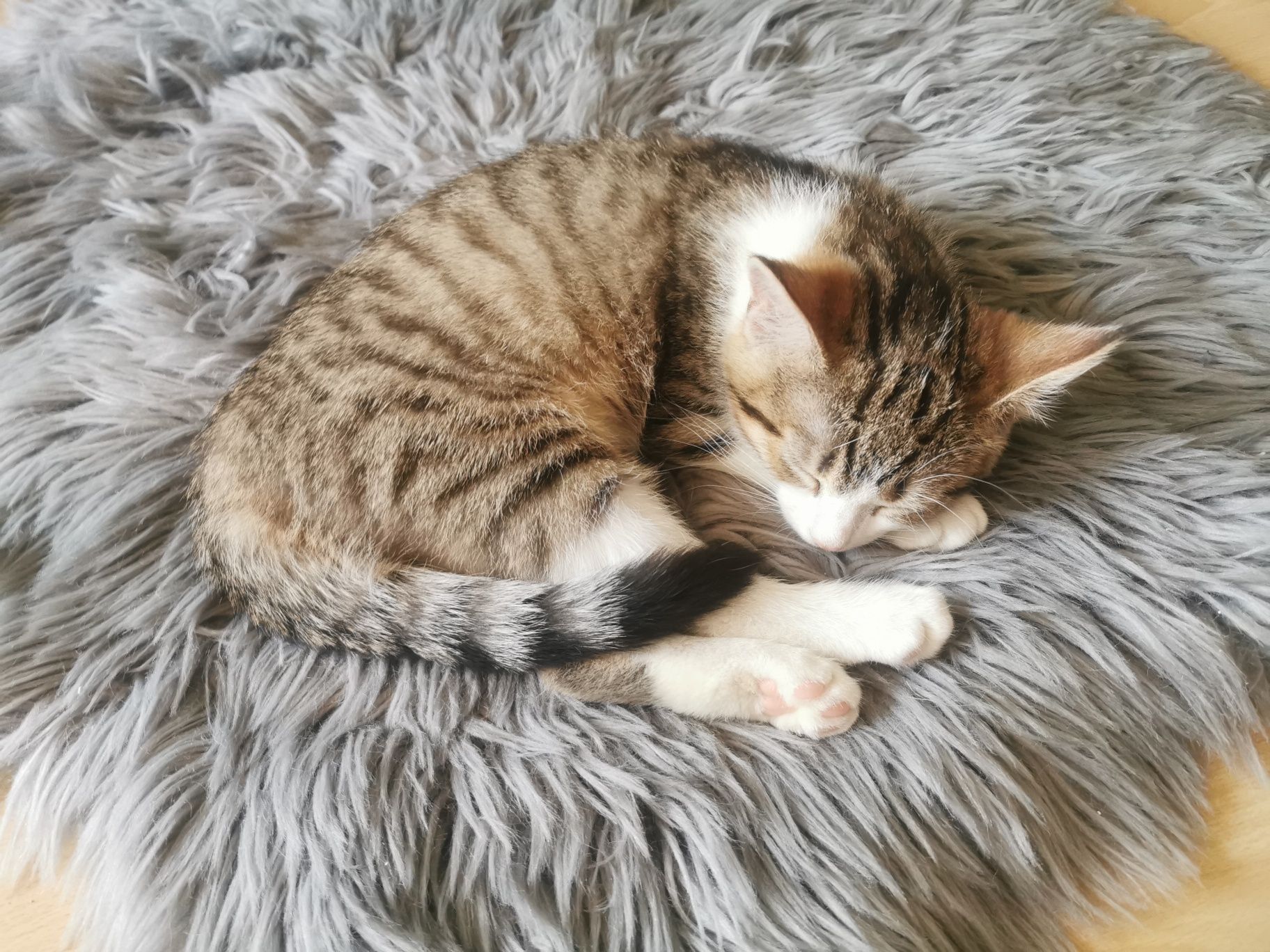 Kotki do adopcji
