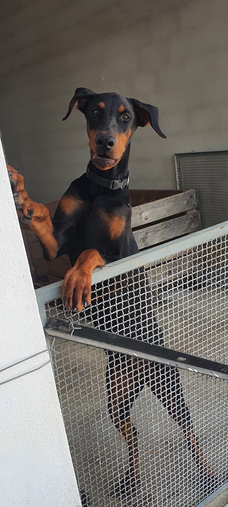 Dobermann Fêmea disponível