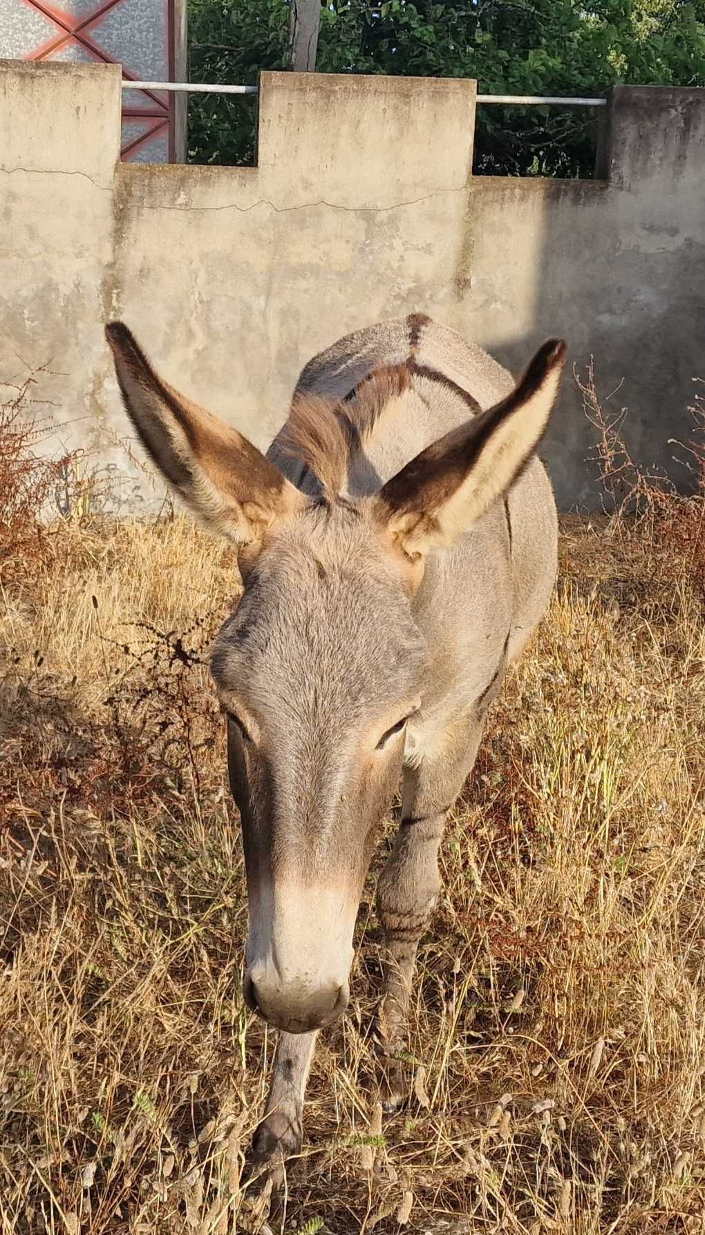 Burrinho novo e muito dócil