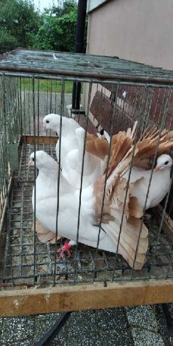 Pawiki białe na żółtych ogonach