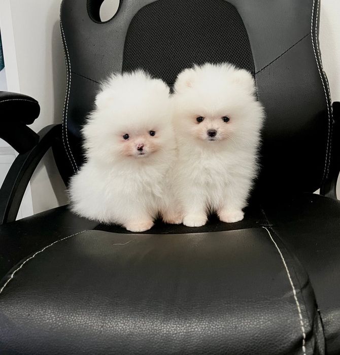 Szpic Miniaturowy Biały