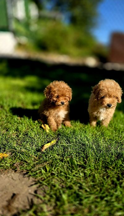 Bichpoo maltipoo f1b suczka