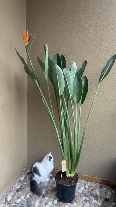 Стреліція Регіна квітуча висота-180 см, 3 в 1-9500 грн