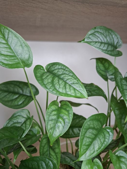Monstera siltepecana