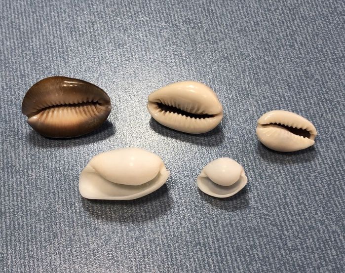 Коллекционная Океаническая Ракушка Белая Hippopus hippopus Морская