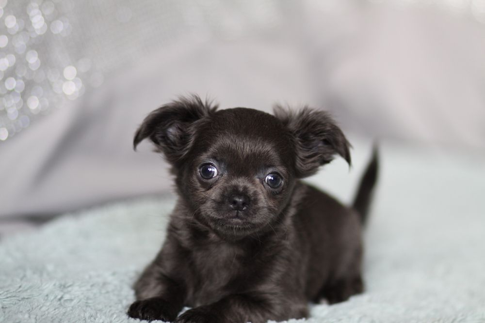 ***Chihuahua suczka niebieska blue**