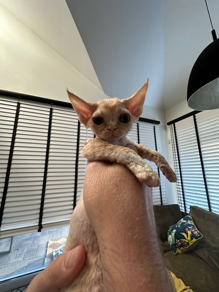 Devon Rex - ruda dziewczynka  - zarezerwowana