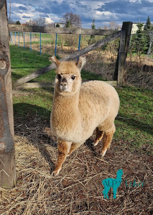 Alpaka, Alpaki huacaya Młoda Samica hodowla Alpaluka