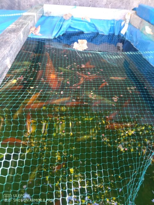 Peixes para lago
