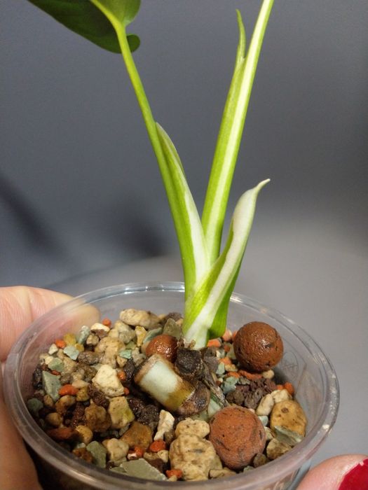 Monstera Variegata*2