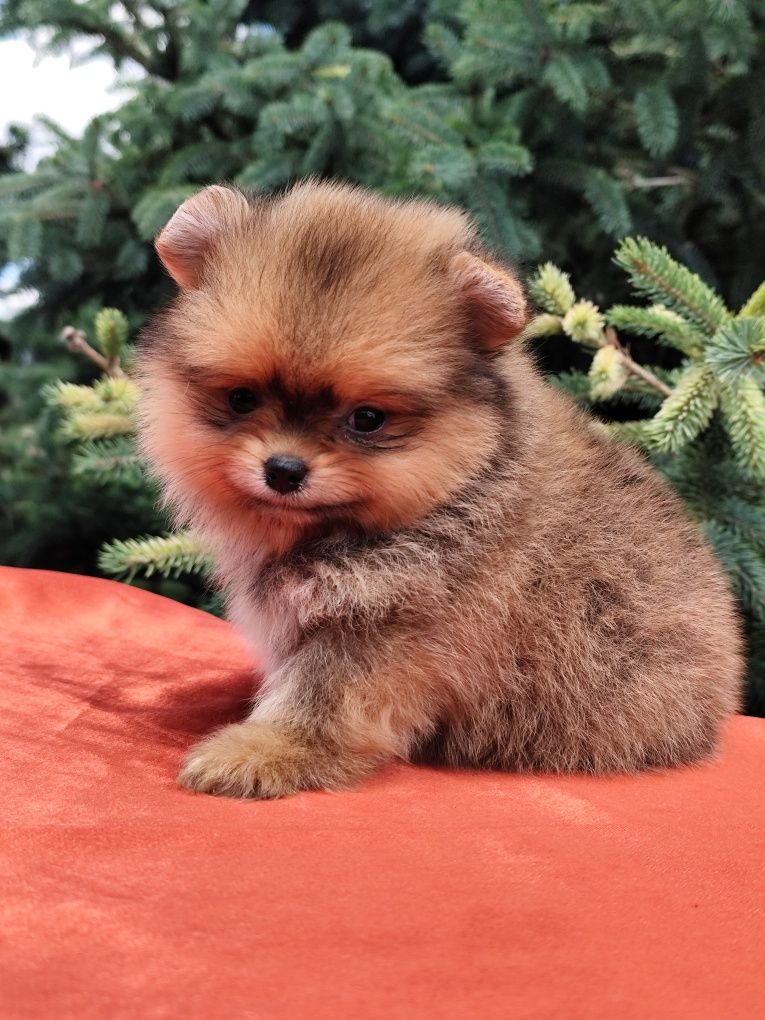 Яскравий ведмедик хлопчик