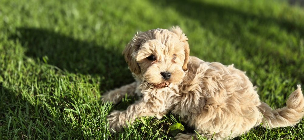 Maltipoo piesek cudny