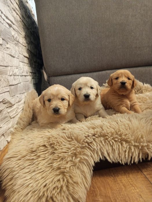 Golden Retriever piesek