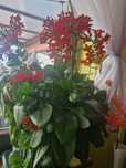 Kalanchoe kwiat kwiatek
