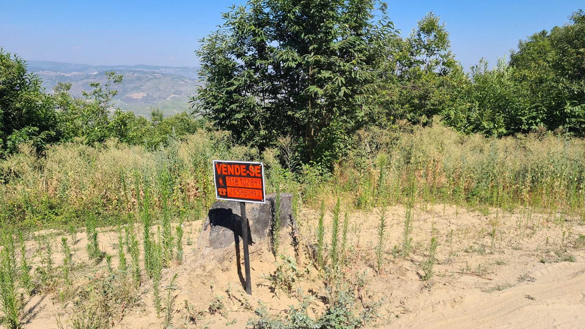 Terreno zona do Douro com viabilidade de construção