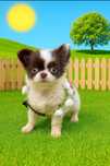 Lindissima Mini Menina chihuahua  pêlo longo, olhos azuis..
