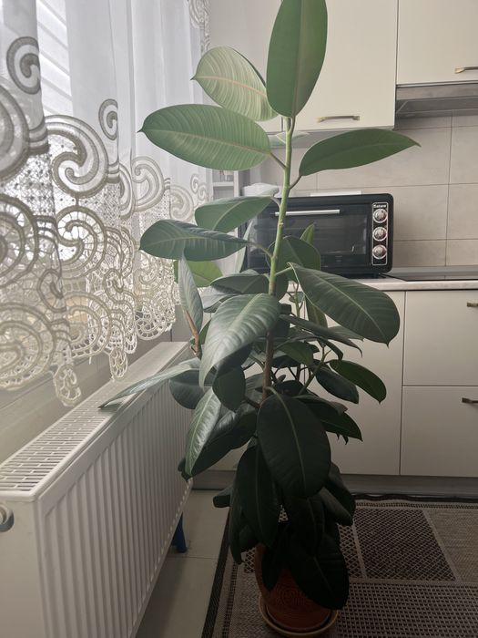 Вазон Фікус, зелений