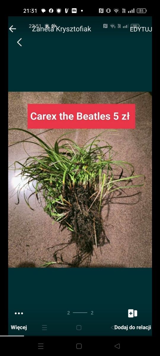 Carex The Beatles 10 sztuk