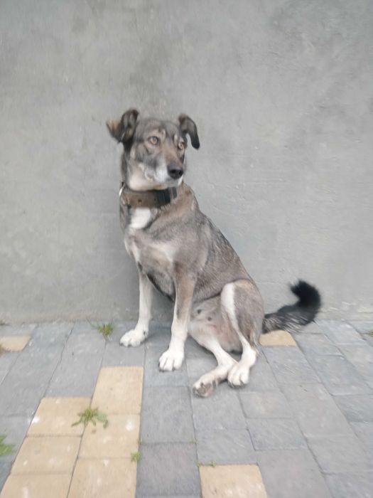 Собаки в дуже добрі руки безкоштовно