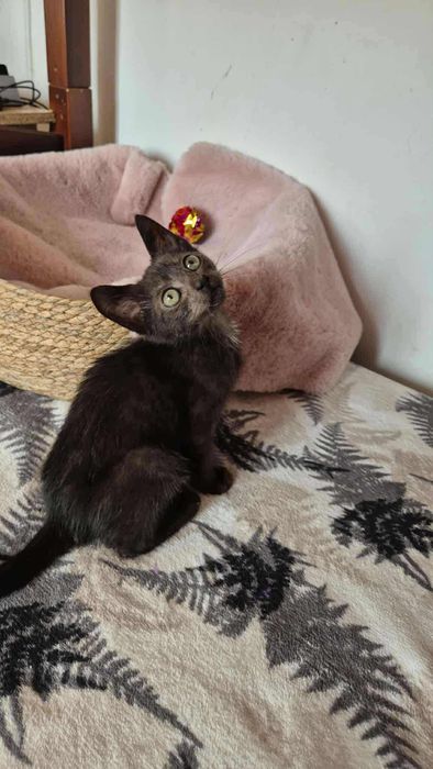 Piękny kotek do adopcji