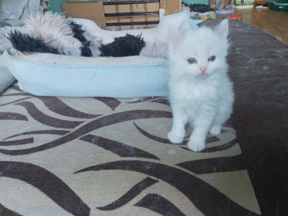 Ragdoll kociczka
