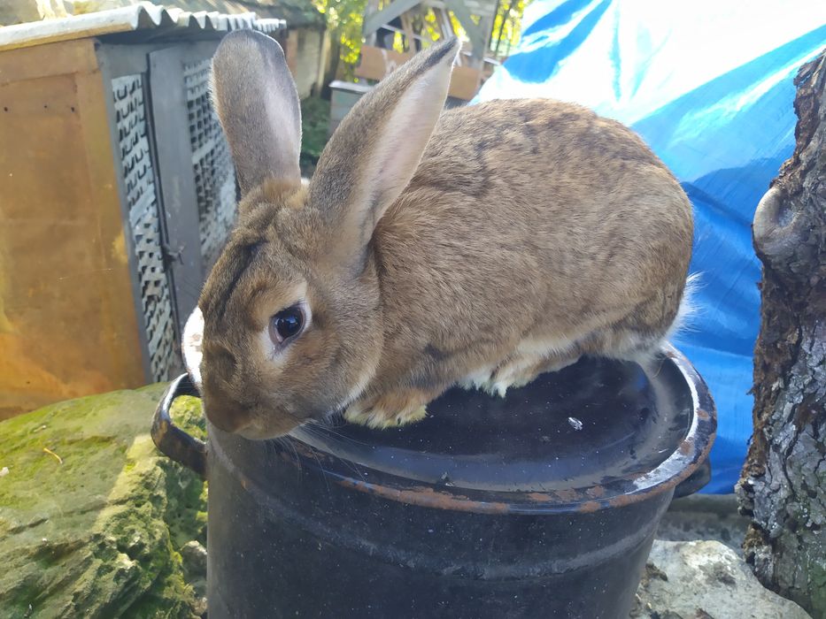 Продаю Кріля Боргундця для спарювання