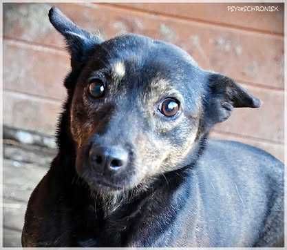 Bójka – przerażona, schowana przed światem potrzebuje pomocy