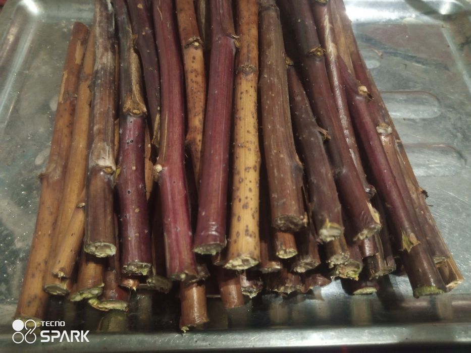 Гілки малини для корму животних