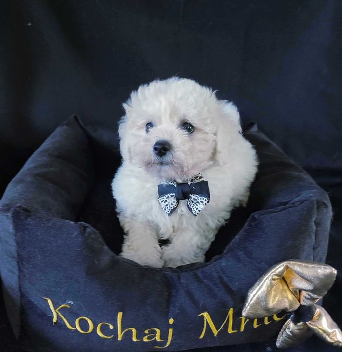 Bichon Frise > piesek.