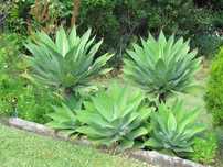 Agave de dragão vários tamanhos