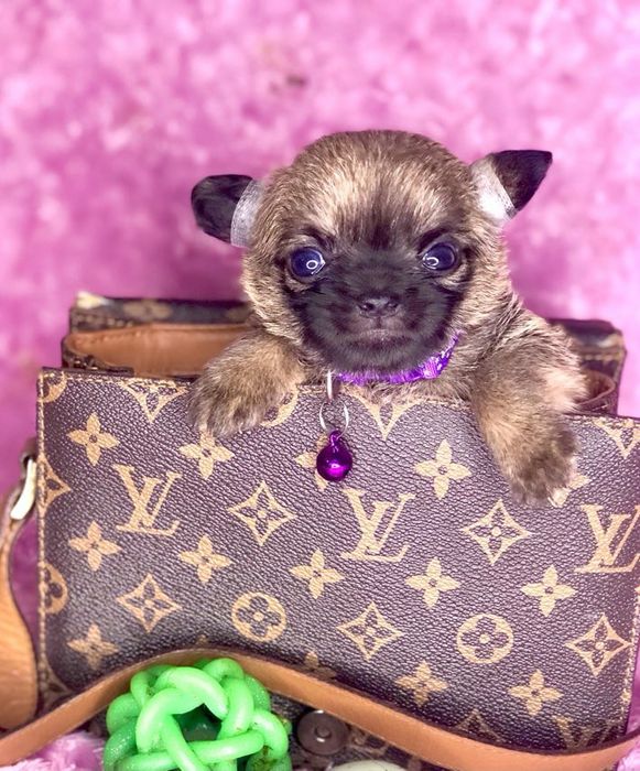 Малюки Чихуа до Свят