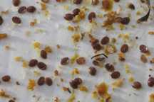 Tratamento Varroa